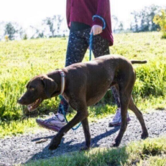 Kurgo Walk About Limited Slip Collar Small 10-14 inch - Benefits Senior Rescue - Picture 5 of 5